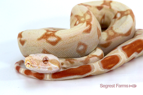 picture of Albino Red Tail Boa M/S                                                                              Boa constrictor imperator 'Albino'