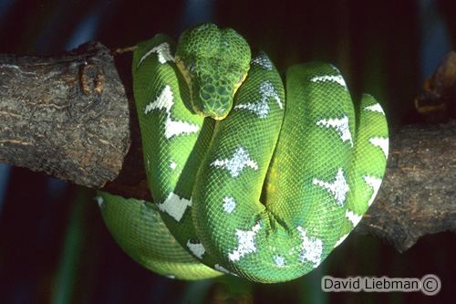 picture of Emerald Tree Boa Med                                                                                 Corallus caninus