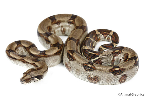 picture of Longicauda Redtail Boa Sml                                                                           Boa constrictor longicauda