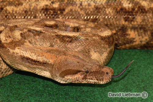 picture of Hog Island Boa CBB Med                                                                               Boa constrictor imperator