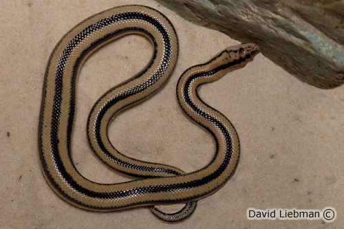 picture of Mexican Rosy Boa Sml                                                                                 Lichanura trivirgata