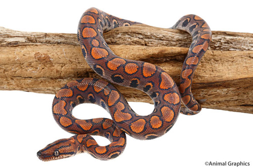 picture of Brazilian Rainbow Boa CBB Sml                                                                        Epricrates cenchria