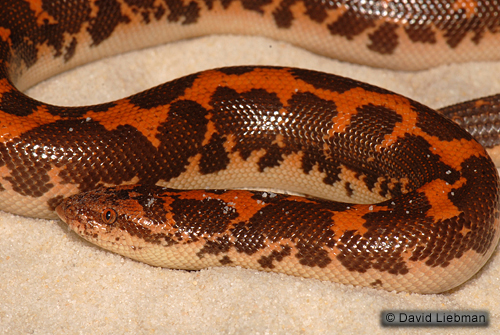 picture of Rough Scale Sand Boa CBB Sml                                                                         Eryx conicus