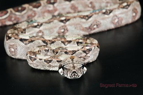 picture of Central American Boa Lrg                                                                             Boa constrictor imperator