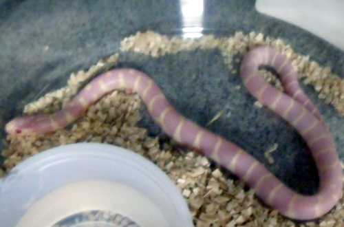 picture of Albino California Kingsnake Sml                                                                      Lampropeltis getula californiae 'Albino'