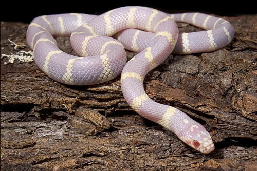 picture of Albino California Kingsnake Med                                                                      Lampropeltis getula californiae 'Albino'