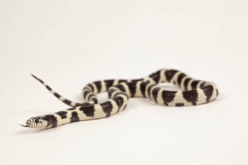 picture of Black & White Desert California Kingsnake Sml                                                        Lampropeltis getula californiae