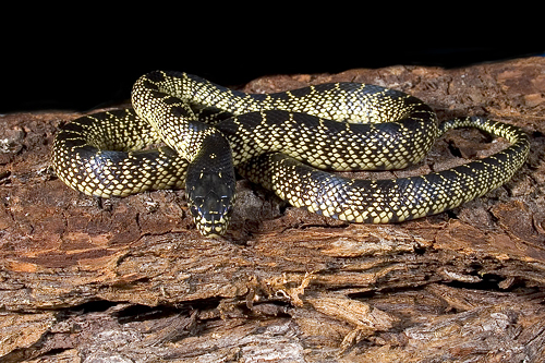 picture of Baja Kingsnake Sml                                                                                   Lampropeltis getula splendida