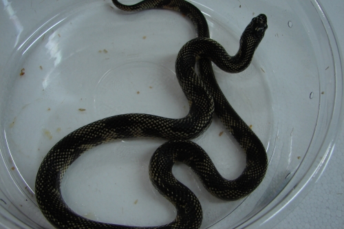 picture of Blotched Kingsnake Med                                                                               Lampropeltis getula goini