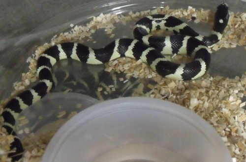 picture of California Kingsnake Sml                                                                             Lampropeltis getula splendida