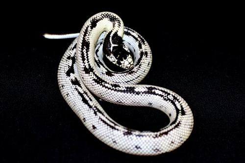 picture of High White California Kingsnake Sml                                                                  Lampropeltis getula californiae