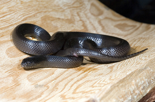 picture of Mexican Black Kingsnake Sml                                                                          Lampropeltis getula nigrita