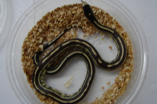 picture of Striped California Kingsnake Sml                                                                     Lampropeltis getula californiae