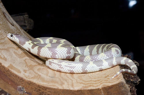 picture of Lavender California Kingsnake M/S                                                                    Lampropeltis getula californiae