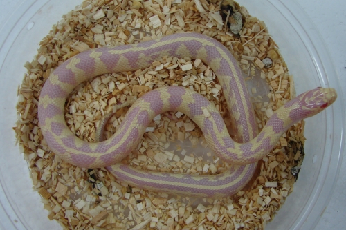 picture of Albino Aberant California Kingsnake Sml                                                              Lampropeltis getula californiae 'Albino'