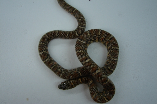 picture of Florida Brooksi Kingsnake CBB Med                                                                    Lampropelitis getula brooksi