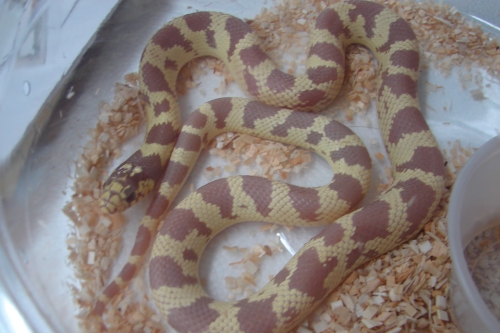 picture of Banded Lavender California Kingsnake Sml                                                             Lampropeltis getula californiae