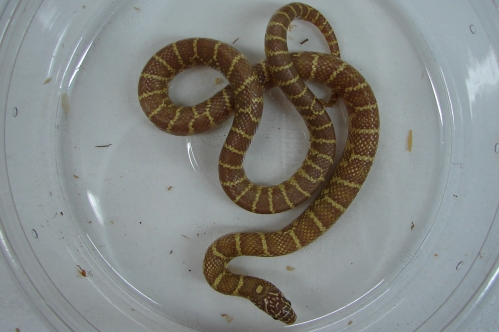 picture of Albino Brooks Kingsnake Sml                                                                          Lampropelitis getula brooksi 'Albino'