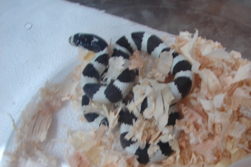 picture of Banded California Kingsnake Reg                                                                      Lampropeltis getula californiae