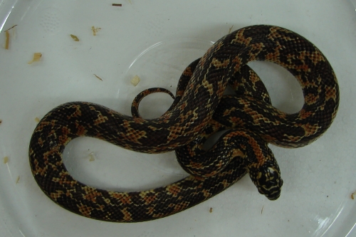 picture of Mosaic Florida Kingsnake Sml                                                                         Lampropeltis getula floridana