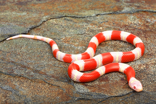 picture of Albino Nelsons Milksnake Sml                                                                         Lampropeltis triangulum nelsoni