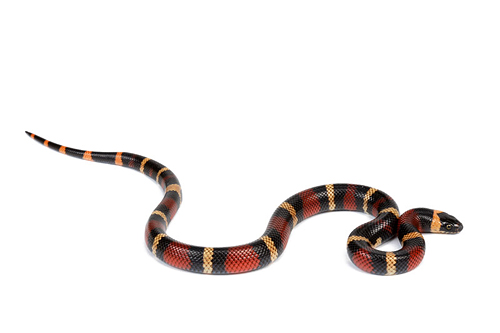 picture of Apricot Pueblan Milksnake Bby                                                                        Lampropeltis triangulum campbelli