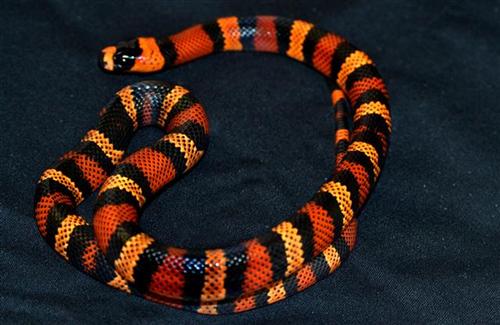 picture of Halloween Honduran Milksnake Sml                                                                     Lampropeltis triangulum hondurensis