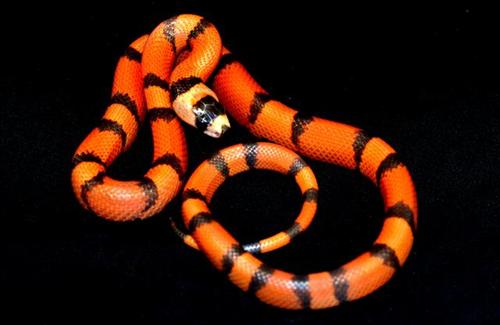 picture of Hypo Honduran Milksnake Sml                                                                          Lampropeltis triangulum hondurensis