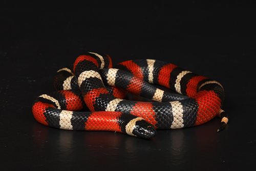 picture of Pueblan Milksnake Sml                                                                                Lampropeltis triangulum campbelli