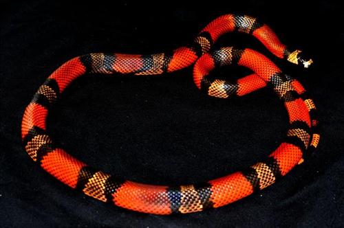 picture of Honduran Milksnake Sml                                                                               Lampropeltis triangulum hondurensis