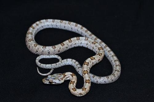 picture of Bairds Ratsnake Sml                                                                                  Elaphe bairdi