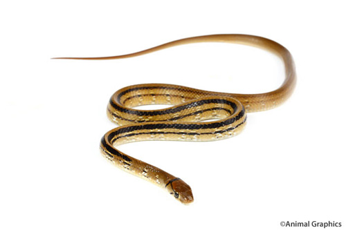 picture of Radiated Ratsnake Sml                                                                                Elaphe radiata