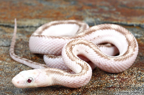 picture of Rusty Licorice Ratsnake Sml                                                                          Pantherophis obsoletus