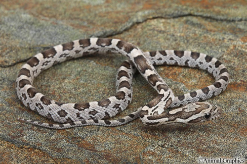 picture of Albino Black Cornsnake Sml                                                                           Pantherophis guttatus 'Albino'