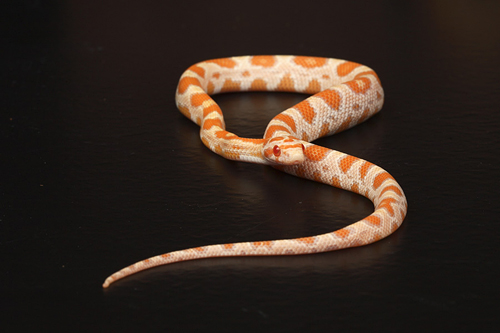 picture of Creamsicle Cornsnake Sml                                                                             Pantherophis guttatus