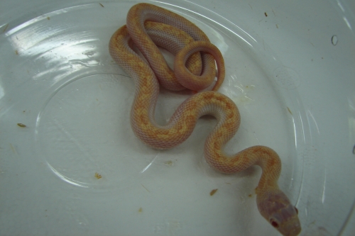 picture of Albino Licorice Stix Ratsnake Sml                                                                    Pantherophis spiloides 'Albino'