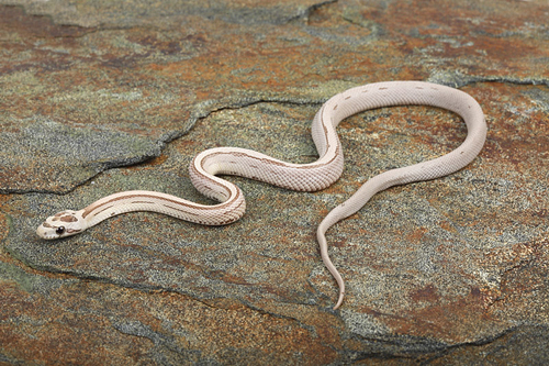 picture of Ghost Striped Cornsnake Sml                                                                          Pantherophis guttatus