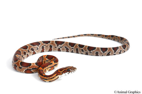 picture of Okeetee Cornsnake Sml                                                                                Pantherophis guttatus