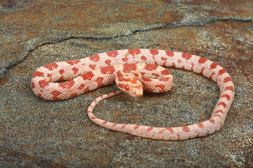 picture of Albino Red Cornsnake Bby                                                                             Pantherophis guttatus 'Albino'