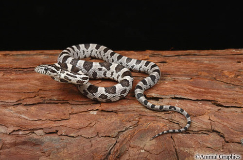 picture of Anerythristic Cornsnake Sml                                                                          Pantherophis guttatus