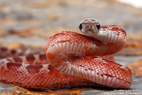 picture of Blood Cornsnake Sml                                                                                  Pantherophis guttatus