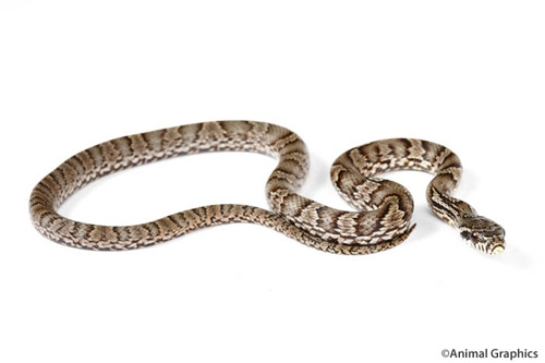 picture of Korean Ratsnake Sml                                                                                  Elaphe anomala