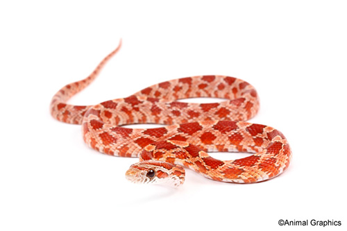 picture of Hypomelanistic Cornsnake Sml                                                                         Pantherophis guttatus