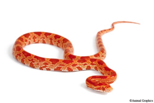 picture of Sunglow Cornsnake Sml                                                                                Pantherophis guttatus