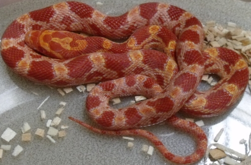 picture of Motley Sunglow Cornsnake Sml                                                                         Pantherophis guttatus