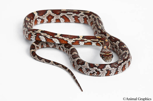 picture of Aztec/Zig-Zag Cornsnake Sml                                                                          Pantherophis guttatus