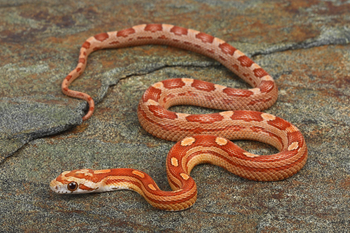 picture of Motley Cornsnake Sml                                                                                 Pantherophis guttatus