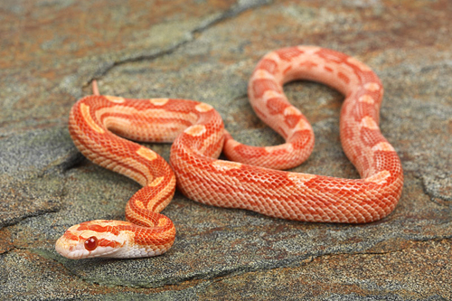 picture of Albino Motley Cornsnake Sml                                                                          Pantherophis guttatus 'Albino'