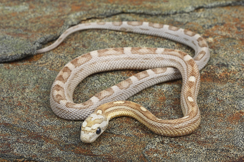 picture of Amber Motley Cornsnake Sml                                                                           Pantherophis guttatus