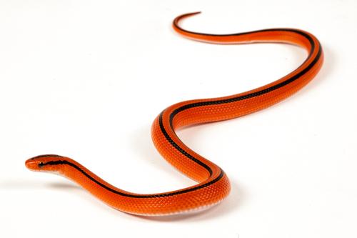 picture of Red Thai Bamboo Ratsnake Sml                                                                         Oreocryptophis porphyraceus coxi